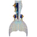 Gold Star dorsal and lower fins

