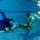 Mermaid tail Emerald Kokyra