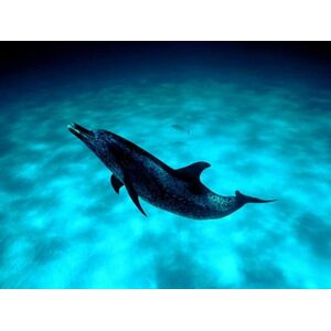 delfin