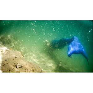 Sommer Tauchgang an einem Unterwasser Steilhang