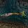Mermaid Tail Inca Gold